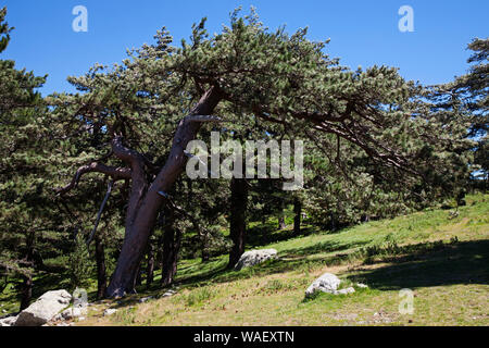 Ancien pin laricio Pinus nigra subsp. laricio, Col de Bavella, Corse, France, juillet 2018 Banque D'Images