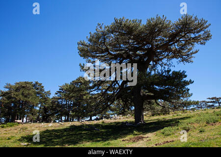 Ancien pin laricio Pinus nigra subsp. laricio, Col de Bavella, Corse, France, juillet 2018 Banque D'Images