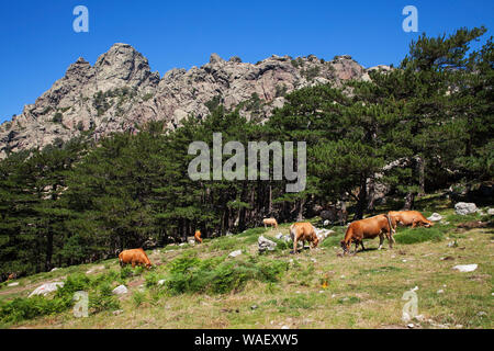 Le pâturage sur prairies par des pins de Corse et une partie de l'au-delà des Aiguilles de Bavella, le Col de Bavella, Corse, France, juillet 2018 Banque D'Images