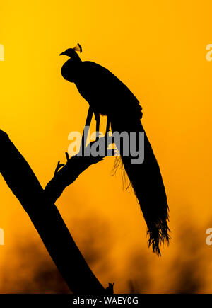 Peacock silhoutte of mountain range at Sunset, Bharatpur, Rajasthan, Inde. Banque D'Images