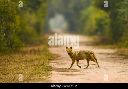 Le Chacal Canis aureus, indiennes, Bharatpur, Rajasthan, Inde. Banque D'Images