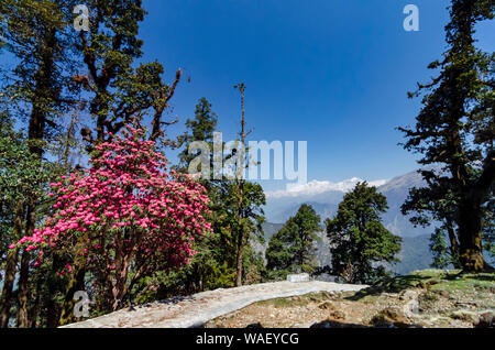 Rhodedandron Tungnath Chopta enroute, Bloom, Garhwal, Uttarakhand, Inde. Banque D'Images