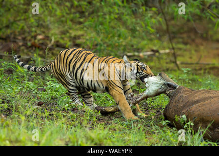 Manger de la viande de tigre, Panthera tigris, Tadoba, Chandrapur, Maharashtra, Inde. Banque D'Images