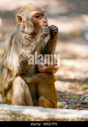 Alimentation du bébé singe, Dhikala, Jim Corbett National Park, Nainital, Uttarakhand, Inde. Banque D'Images