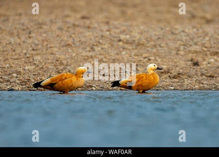 Ruddy shellduck, Casarca Tadorna ferruginea près de Chambal au Rajasthan, Inde Banque D'Images