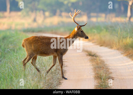 Barahsingha aussi appelé swamp deer crossing sentier forestier à Kanha dans Madhyapradesh, Inde Banque D'Images