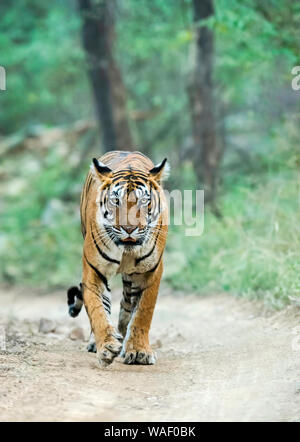 Tigresse, Panthera tigris marche à Ranthambhore au Rajasthan, Inde Banque D'Images