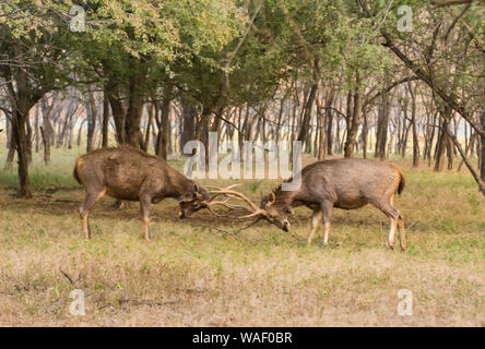 Deux hommes cerfs sambhar combats à Ranthambhore au Rajasthan, Inde Banque D'Images