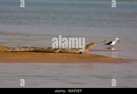 Gavialis gangeticus Gharial, au soleil sur les rives du fleuve Chambal au Rajasthan, Inde Banque D'Images