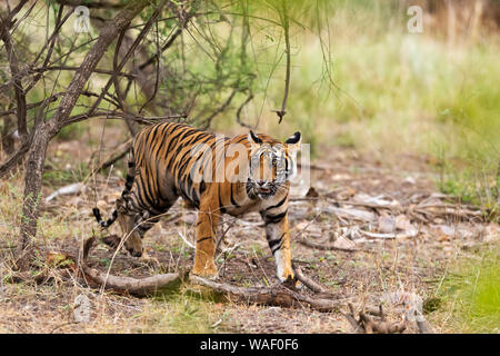 Jeune homme tiger walking au Parc National de Ranthambhore au Rajasthan, Inde Banque D'Images
