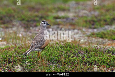 Dotterel eurasien, debout sur la toundra Banque D'Images