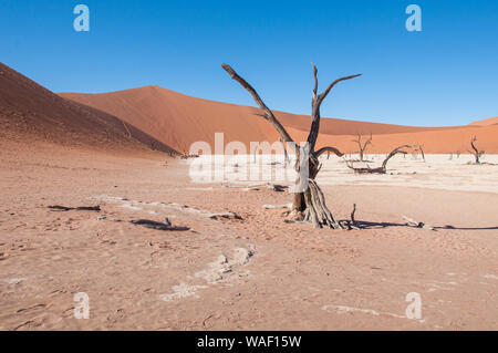 Deadvlei en Namibie avec 900 ans camel thorn arbres sur le plateau Banque D'Images