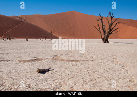 La casserole de Deadvlei avec Big Daddy dune dans l'arrière-plan Banque D'Images