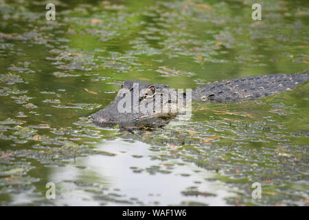 Dans un Alligator Bayou marécageuse du sud de la Louisiane. Banque D'Images