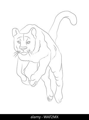 Vector illustration lionne lignes, contours, vecteur, fond blanc Illustration de Vecteur