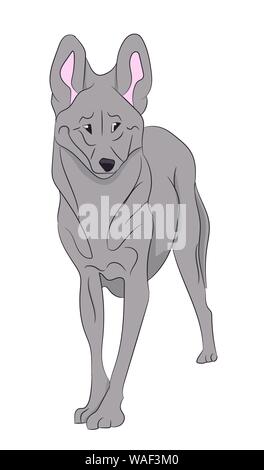 Vector illustration loup, fond blanc Illustration de Vecteur