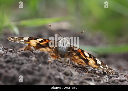 Papillon belle dame soleil sur sol Banque D'Images