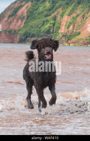 caniche standard Banque D'Images