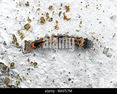 La macro photographie de chenille velue sur le plancher Banque D'Images