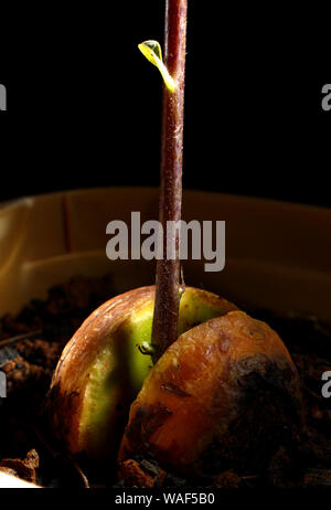 Photo d'un avocatier pousse à partir d'une graine d'avocat Banque D'Images