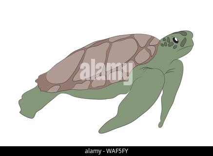 Tortue verte nager dessin, vecteur, fond blanc Illustration de Vecteur