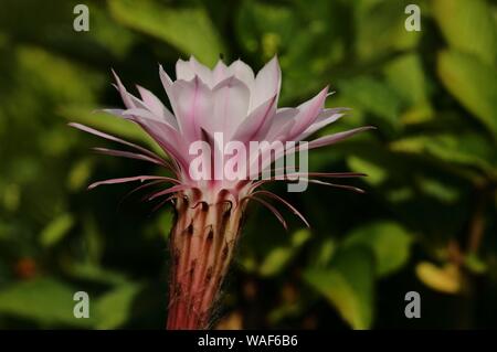 Cactus Echinopsis oxygona (hérisson), fleur de cactus, Allemagne Banque D'Images