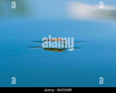 Étang commun (patineur Gerris lacustris) avec les tétranyques rouges sur la surface de l'eau, Bavière, Allemagne Banque D'Images