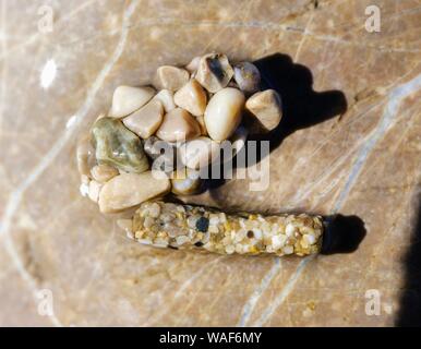 Carquois de poupée faite de petites pierres et des larves de trichoptères (phryganes par), protégées par de petites pierres, sur pierre dans l'Isar, Bavière, Allemagne Banque D'Images