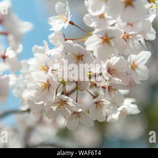 La floraison des cerisiers au printemps, Japanese cherry blossom, Kyoto, Japon Banque D'Images