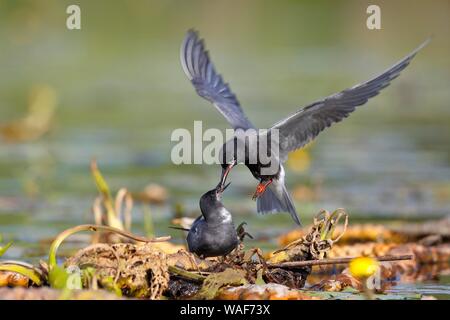 Guifette noire (Chlidonias niger), alimentation de cour, homme présente un poisson femelle dans son nid, Parc Nature Peental, Mecklembourg-Poméranie-Occidentale, Allemagne Banque D'Images