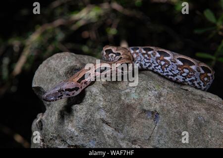 La masse malgache (boa Acrantophis madagascariensis) Vents sur la pierre, Nosy Hara, Madagascar Banque D'Images