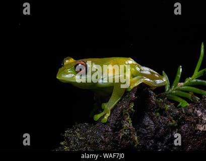 Ankafana grenouille aux yeux brillants (Boophis luteus), Montagne d'Ambre Parc National, au nord de Madagascar, Madagascar Banque D'Images