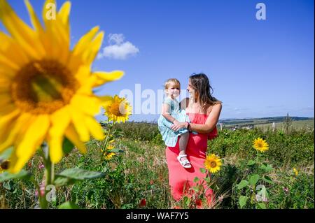 Brighton UK 20 Août 2019 - Deux ans Isabelle bénéficie d'une promenade dans un champ de tournesols avec sa mère Harriet à Woodingdean près de Brighton, sur une belle journée ensoleillée . Temps chaud, est prévue pour plus tard dans la semaine, tout au long de la Grande-Bretagne en particulier sur le week-end férié. Crédit photo : Simon Dack / Alamy Live News Banque D'Images