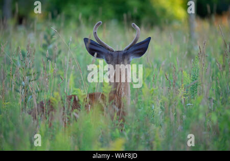 White-tailed deer buck à au loin dans la distance à la lumière tôt le matin avec ses bois de velours en été au Canada Banque D'Images