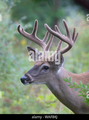 Buck de cerf de Virginie (Odocoileus virginianus) avec des bois de velours dans la lumière tôt le matin en été Au Canada Banque D'Images