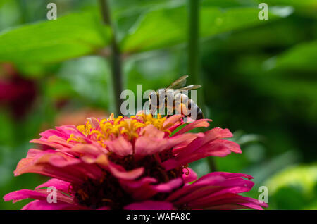 Plan Macro sur un bourdon tricheuse une fleur zinnia Banque D'Images