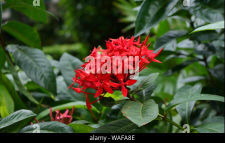 Ixora rouge gros plan ou sur pique fleur qui s'épanouit dans le jardin, selective focus Banque D'Images