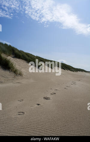 Des empreintes de pas dans les dunes Banque D'Images