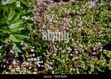 Close-up de saxifrage urbium variété Aureopunctata. Les petites fleurs de printemps rose sur l'arrière-plan de feuilles vert frais Banque D'Images