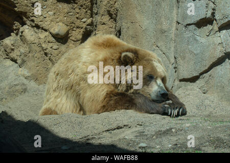 Un ours brun fixe dans le chaud soleil de l'été à l'extérieur à côté de la structure du roc pour dormir. Safari zoo et attraction touristique Banque D'Images