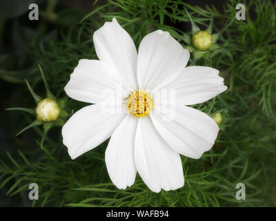 Cosmos blanc ,Cosmea close up Banque D'Images
