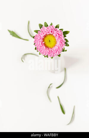 Aster rose en vase blanc avec beaucoup d'espace de copie Banque D'Images