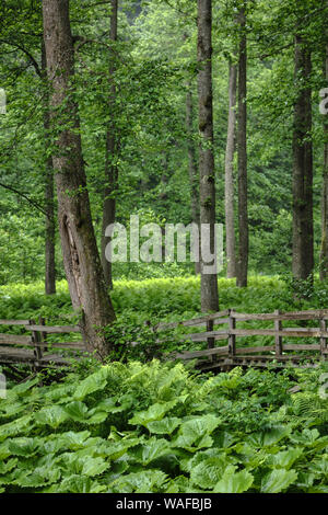 Pont en bois throgh olants fougère dans vey forêt humide Banque D'Images