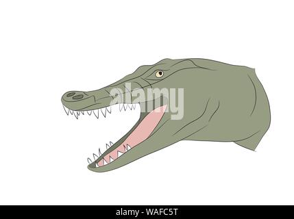 Vector illustration d'un crocodile, portrait dessin en couleur, vecteur, fond blanc Illustration de Vecteur