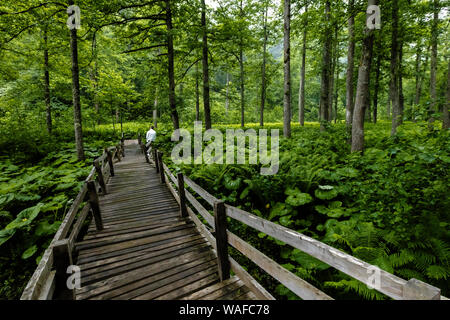 Pont en bois throgh olants fougère dans vey forêt humide Banque D'Images