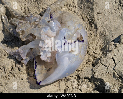 Baril Méduse échouée sur une plage de sable. Rhizostoma pulmo. Banque D'Images