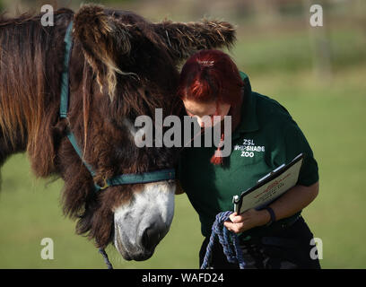 Keeper Chat à Tizer, un Baudet du Poitou, au cours de la pesée annuelle au zoo de Whipsnade à Dunstable, Bedfordshire. Banque D'Images