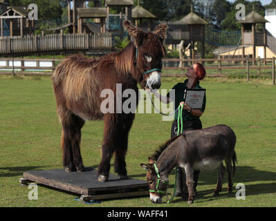 Keeper Chat à Tizer (à gauche), un âne du Poitou, et Trevor, un âne miniature, pendant la pesée au zoo de Whipsnade à Dunstable, Bedfordshire. Banque D'Images