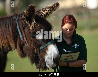 Keeper Chat à Tizer, un Baudet du Poitou, au cours de la pesée annuelle au zoo de Whipsnade à Dunstable, Bedfordshire. Banque D'Images