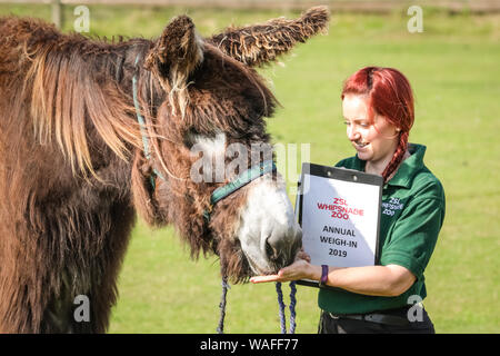 ZSL zoo de Whipsnade, Bedfordshire, Royaume-Uni, le 20 août 2019. Le Baudet du Poitou Tizer est prêt pour son poids en avec keeper Cat. Chaque année, les détenteurs sur ZSL zoo de Whipsnade coax des milliers d'animaux de monter sur la balance pour pesée annuelle et d'enregistrer leurs statistiques de l'état comme un moyen de contrôle de la santé et le bien-être des 3 500 animaux au zoo plus important du Royaume-Uni. Credit : Imageplotter/Alamy Live News Banque D'Images